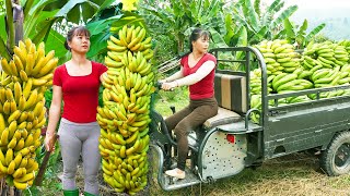 Use 3wheeled Vehicle Harvesting A Lots Of Banana Goes To Countryside Market Sell  Farm Life [upl. by Randal]