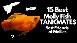 The 15 Best Molly Fish Tankmates 🐟 [upl. by Solrak325]