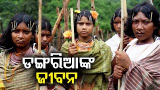 World Tribal Day 2024 A Report on Dongria Kondh Tribe of Odisha’s Niyamgiri Hills  Kalinga TV [upl. by Laet]