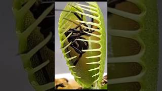 なんでも食うハエトリグサ第二弾【食虫植物】植物好き 園芸 自然 生き物系youtuber [upl. by Findley]