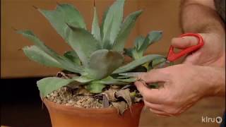 How to Prune Agaves Jeff Pavlat Central Texas Gardener [upl. by Althea109]