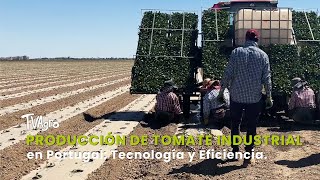 Producción de Tomate Industrial en Portugal Tecnología y Eficiencia  TvAgro por Juan Gonzalo Angel [upl. by Yralih548]