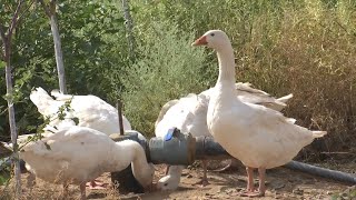 Weeder geese employed in Chinas 8th largest desert [upl. by Stoecker327]