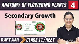 Anatomy of Flowering Plants 04  Secondary Growth  Class11NEET [upl. by Yesiad]