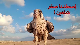 رحلة صيد صقور و ثعابين  إصطدنا صقر شاهين و عُقاب [upl. by Terrye874]