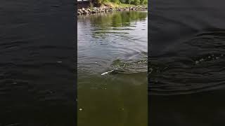 Pikes love RATS shorts fishing northernpike [upl. by Tat]