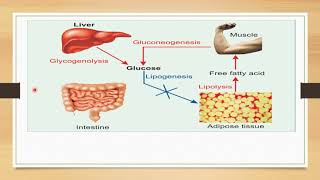 Regulation of Blood Glucose  Glucose Homeostasis  Biochemistry [upl. by Anihsit]