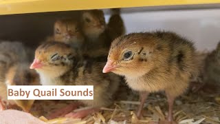 Just 36 minutes of baby quail sounds [upl. by Arria]