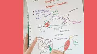 Reciprocal Inhibition Vs Autogenic Inhibition [upl. by Oleg]