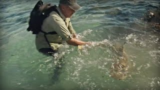 DES REQUINS AGRESSIFS SUR UNE ÎLE VOLCANIQUE  Cyril Chauquet [upl. by Mateya25]