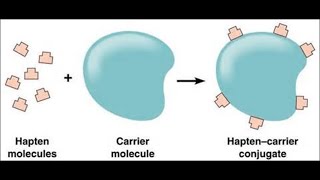 Haptens and Adjuvants [upl. by Kenton529]