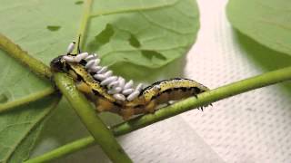 Capital Naturalist Catalpa Sphinx Moth Caterpillar with Braconid Wasp Emerging [upl. by Rehtaef]