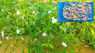 നമ്മുടെ വീട്ടിലെ പിച്ചി മൊട്ടുകൾ spanish jasmine  day in my life  daily life vlogs almiz kitchen [upl. by Reina791]