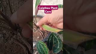 Calathea Plant Care calathea calatheaplant tropical plants shorts [upl. by Ahtrim]