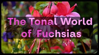 Fuchsias Made Easy a Fuchsia Plant Guide [upl. by Chi691]