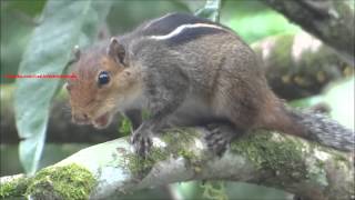 Loud squirrel chirping sounds  Squirrel sound [upl. by Geof]