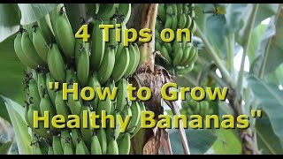 4 Tips on quotHow to Grow Healthy Organic Bananasquot with Brendon McKeon [upl. by Dnumsed657]