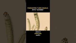 Parasites turn snails into quotZombiesquot [upl. by Byers]