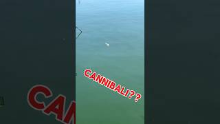 Cefali CANNIBALI pesca mare cefali [upl. by Sapienza18]