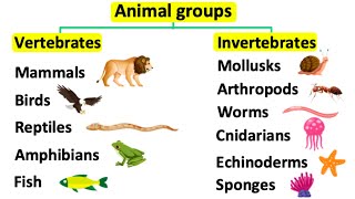 Animal groups  Vertebrates amp invertebrates [upl. by Alyos]