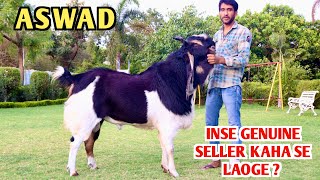 ASWAD Big Size Kota Bakra Inse Genuine Seller Kaha se Laoge [upl. by Conall918]