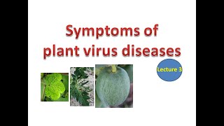 Symptoms of plant virus diseases [upl. by Hamnet]