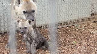 Double the fun with birth of new Spotted Hyena twins [upl. by Eerb298]