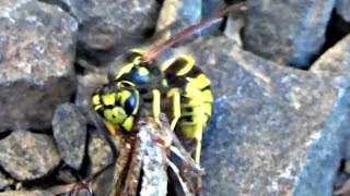 Yellow Jacket Eating Stink Bug [upl. by Audry]