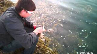 Fishing at lake Chestermere [upl. by Romelle]