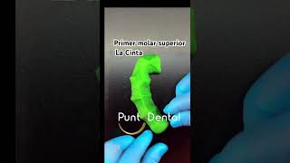 Primer molar superior dientes puntodental dientes tutorial morfologiadental forma adn [upl. by Nadnarb]