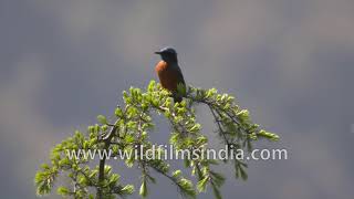 Birds of Uttarakhand Chestnutbellied Rock Thrush perched on a branch [upl. by Ettennod]