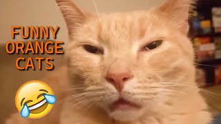 UNEXPLAINABLE Behaviour of Orange Cats [upl. by Latty]