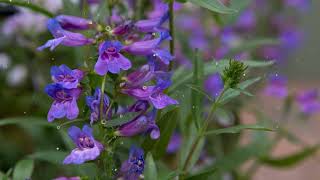 How to Grow Penstemon [upl. by Carla]