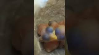 Grassland Explorers Zitting Cisticola Babies in Action ytshortsvideo trendingvideo [upl. by Nerrot]