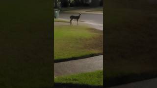 Deer in my front lawn🦌 urbanwildlife deer [upl. by Nocaed832]