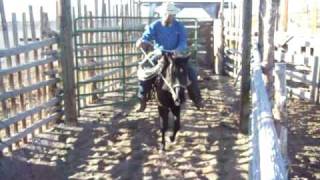 2009may07 David Riding Blk Colt 006 [upl. by Mirth]