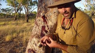 Natural Curiosity  Bloodwood Tree Bandaids [upl. by Wareing]