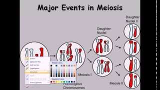 9 Meiosis cell division phases [upl. by Ole363]