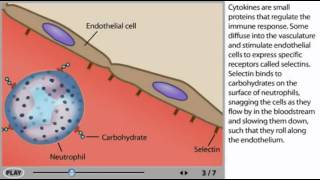 Inflammation Animation  Inflammatory response [upl. by Follansbee]