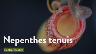 Nepenthes tenuis [upl. by Abraham]