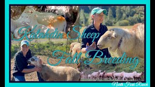 KATAHDIN SHEEP  FALL BREEDING SEASON [upl. by Ytinirt]