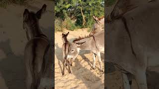 Donkeys big chaba in village youtubeshorts [upl. by Eimarej772]