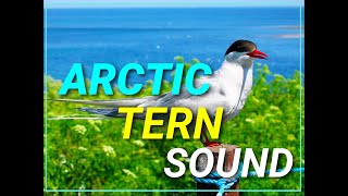 Arctic Tern Sound Call  Animal kingdom Planet  Bird  Discovery  Extreme [upl. by Nerradal]