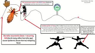 Borrelia recurrentis Sketch USMLE [upl. by Aynos]