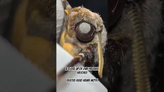 A close up of our deaths head hawk moth moths hawkmoth youtubegrowth moth Acherontiaatropos [upl. by Ardnic]