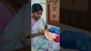 Moms love❤🐶dog shorts love tamil viral dog video🤩engey irul endralum💖amaran song vjsiddhuvlogs [upl. by Irroc]