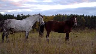 Horse Mating with Each Other first Time [upl. by Octavian]