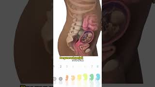 Embryo and Fetal Development in the moms Womb during pregnancy ❤️🤰shorts pregnancy [upl. by Gwennie72]