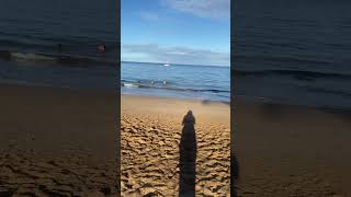 Kamaole Beach Kihei Maui morning swim [upl. by Marney]