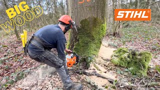 Abattage de GROS ARBRES Stihl ms 500i [upl. by Somar]